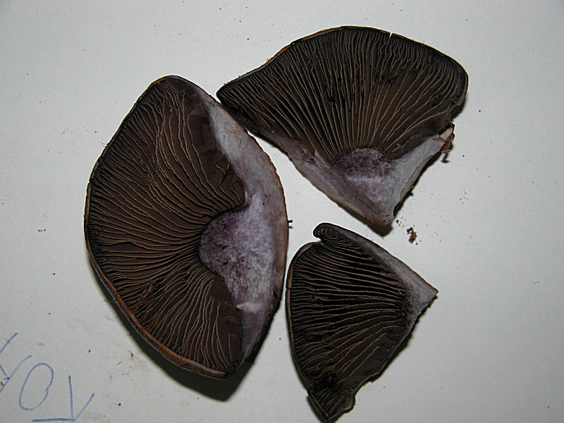 Cortinarius infractus var. obscurocyaneus (Phlegmacium)
